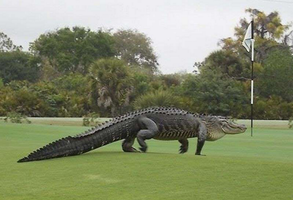 Gator