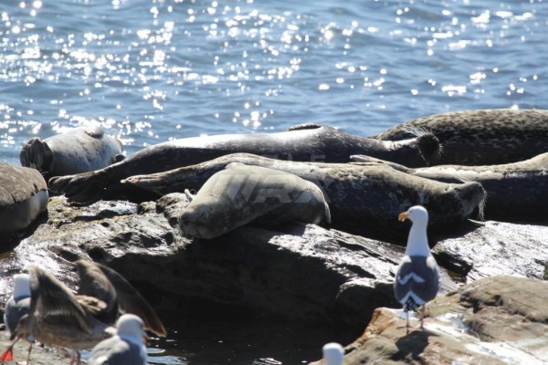 Seals