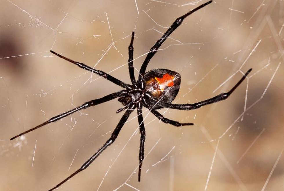 RedbackSpiderJasonDay