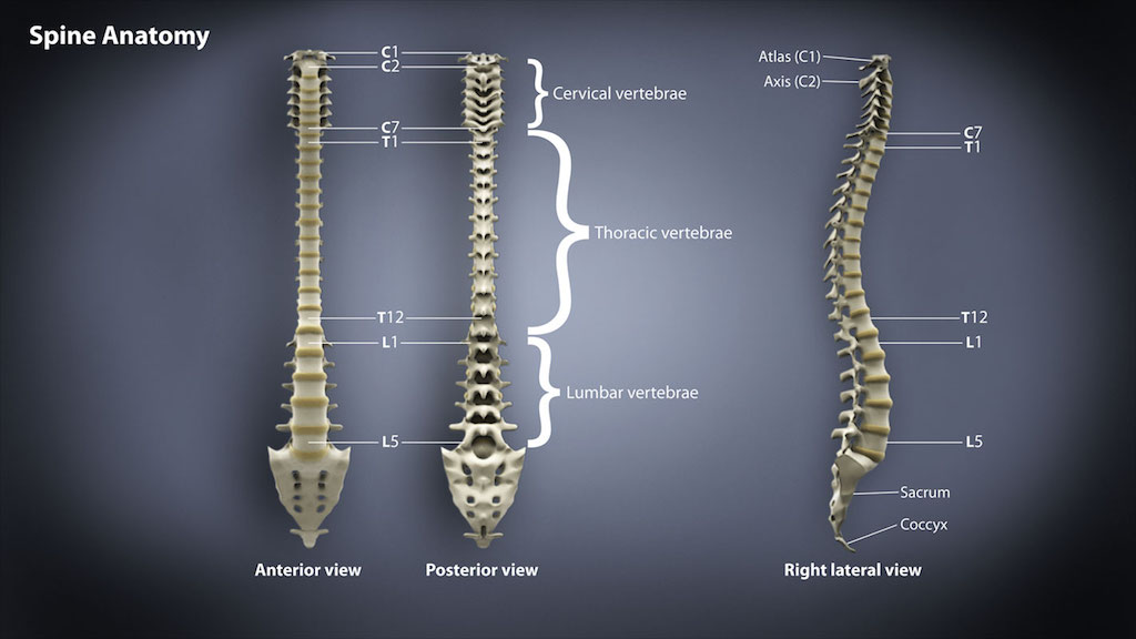 SpineAnatomyAtlas
