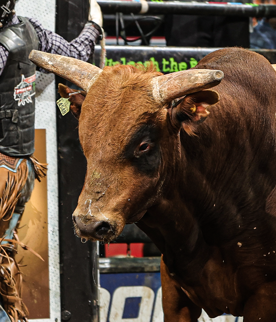 PBR Monster Energy Buck Off at the Garden Presented by Ariat