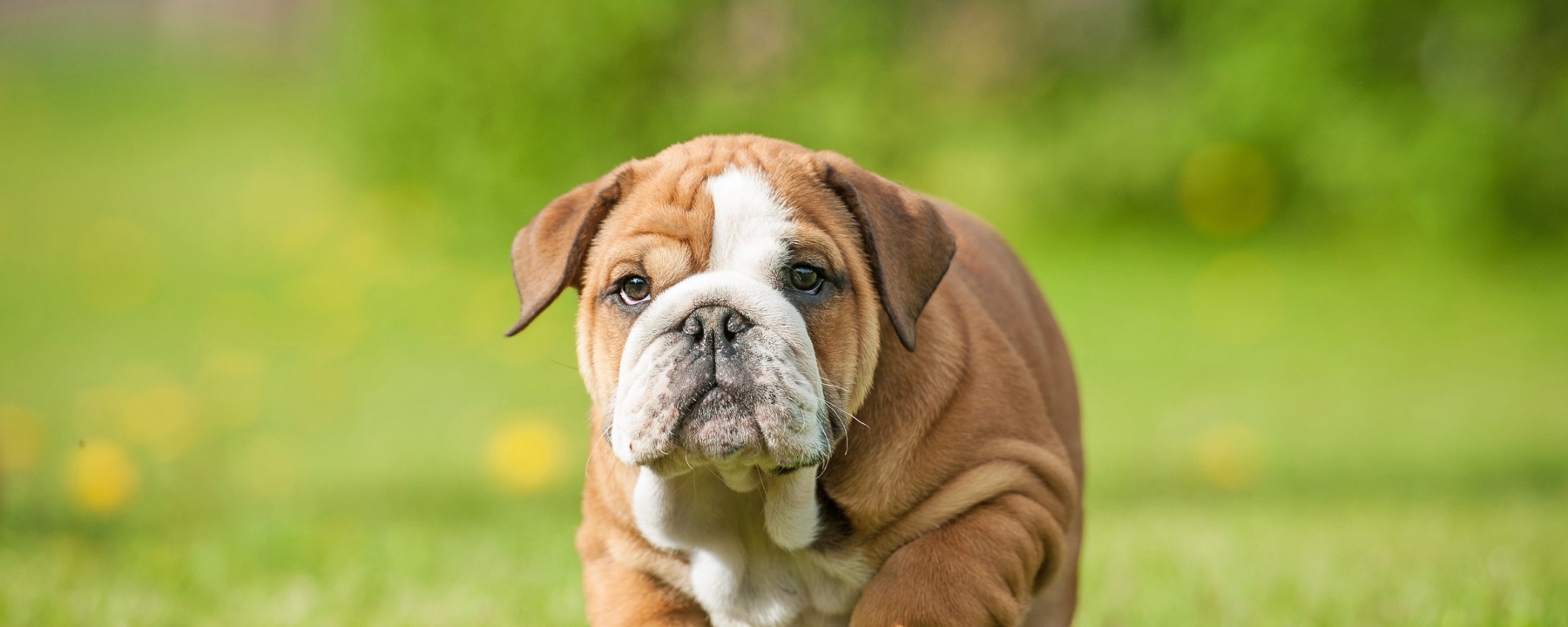 Bulldog - Pet Insurance Review