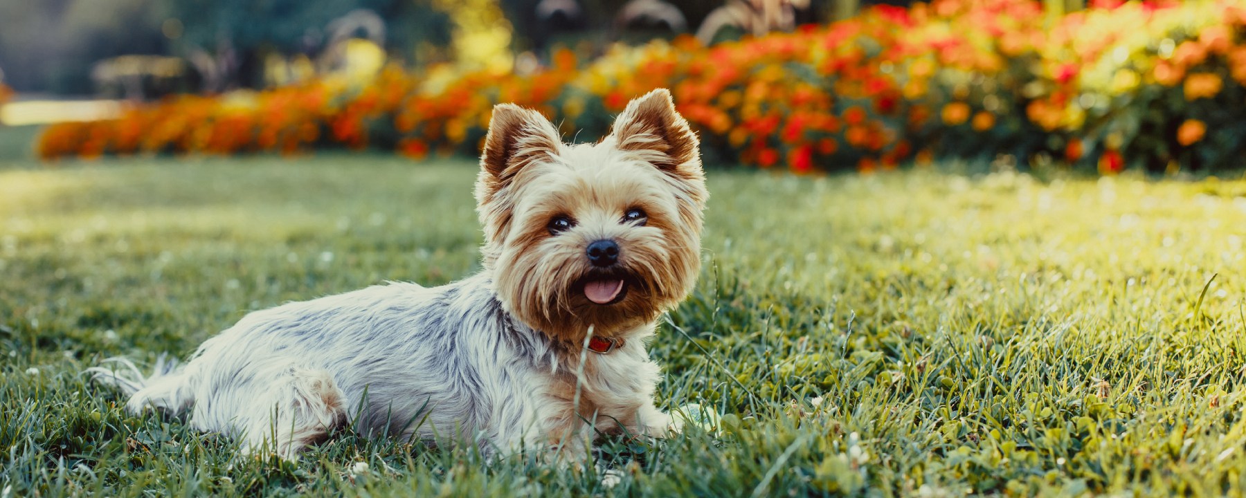 Yorkshire Terrier - Pet Insurance Review