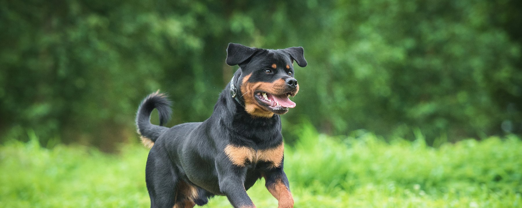 are rottweilers good pets