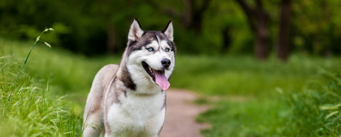 does the siberian husky have infectious disease