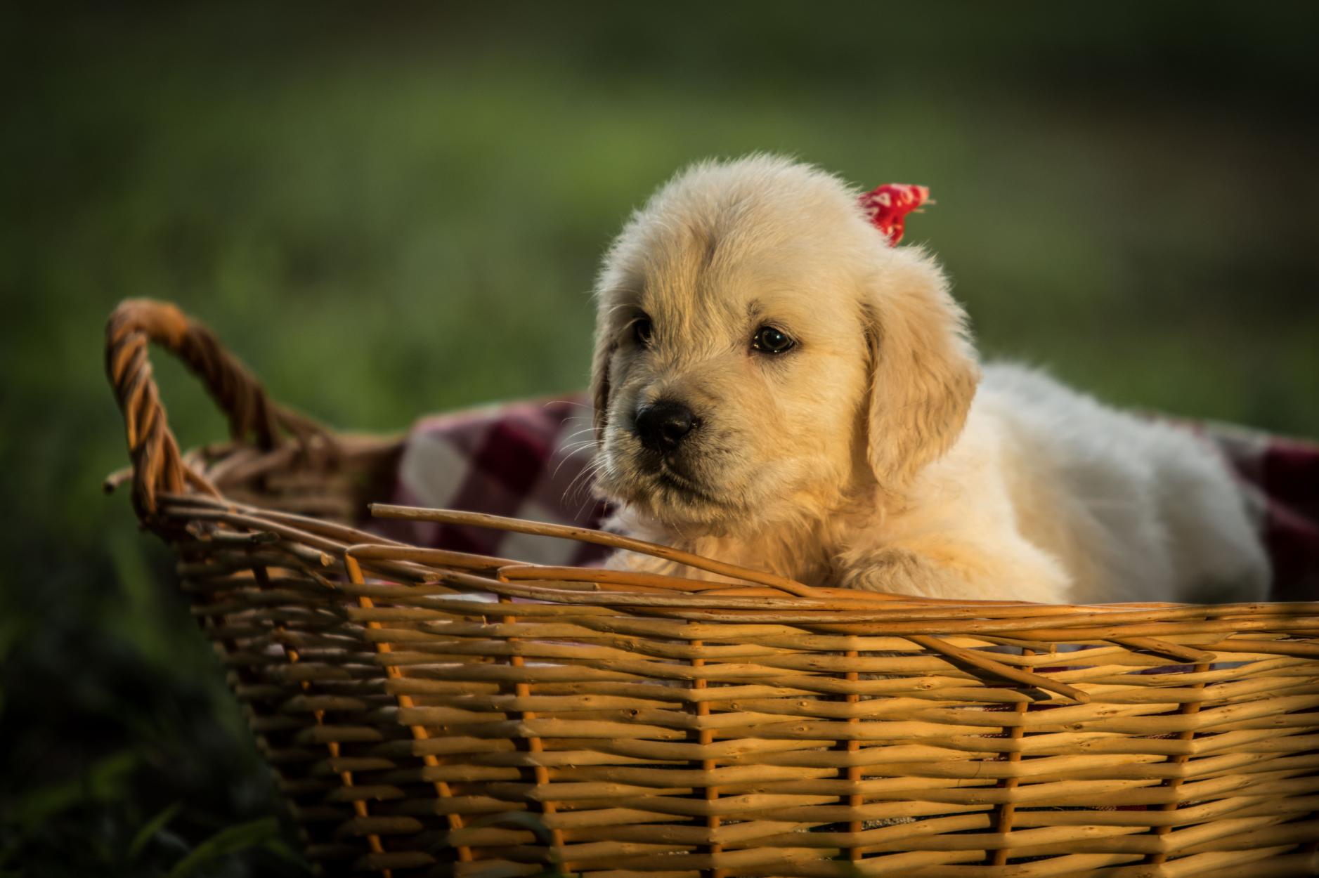 how do you take care of a puppy for beginners