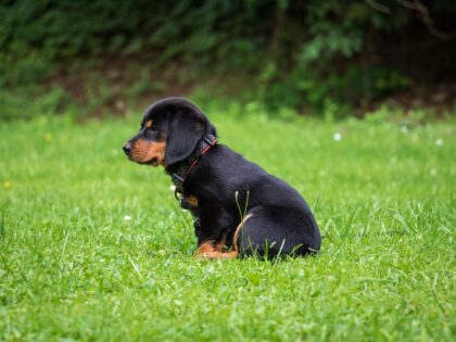 Black and brown puppy waiting to potty in the grass
