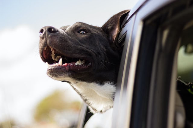 whats the best way for a dog to travel in a car