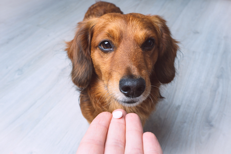 is trazodone for humans the same as for dogs