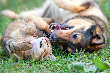A dog and cat roll on the grass together.