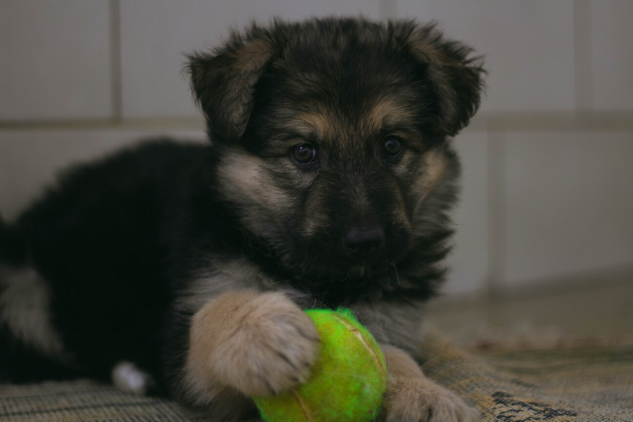 how big do female german shepherds weigh