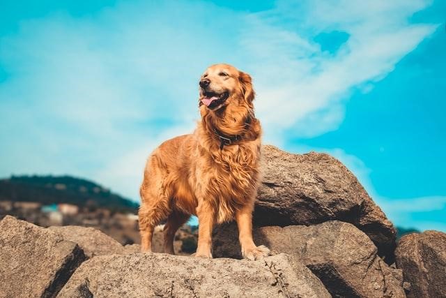 how much should a 16 week old golden retriever puppy weight