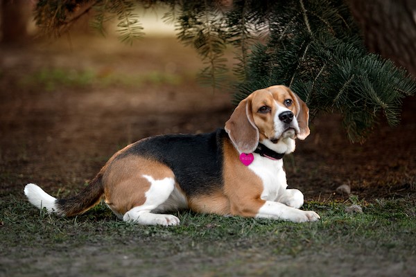 how much should my 1 month old beagle puppy weigh