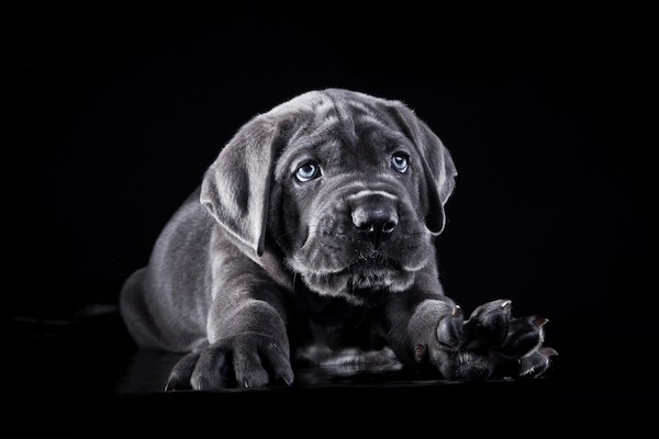 what is the average weight of a cane corso