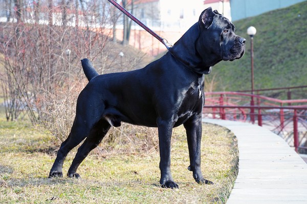 how much should a 9 month old cane corso weigh