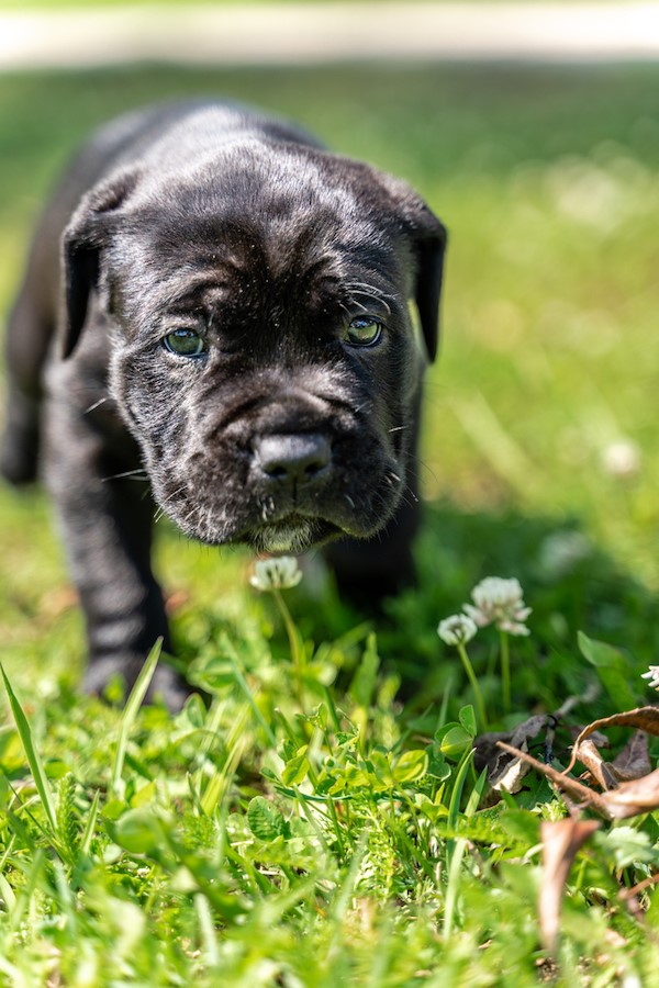 how much should a 9 month old cane corso weigh