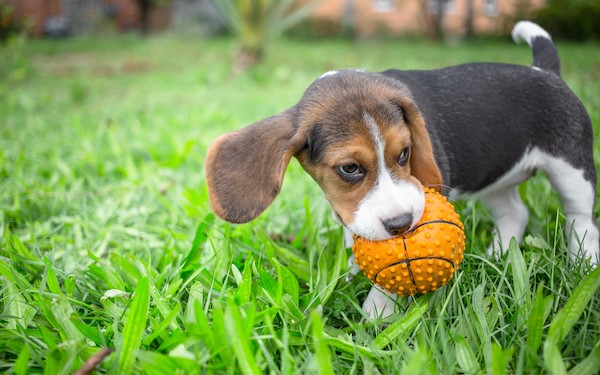 how much should my 1 month old beagle puppy weigh