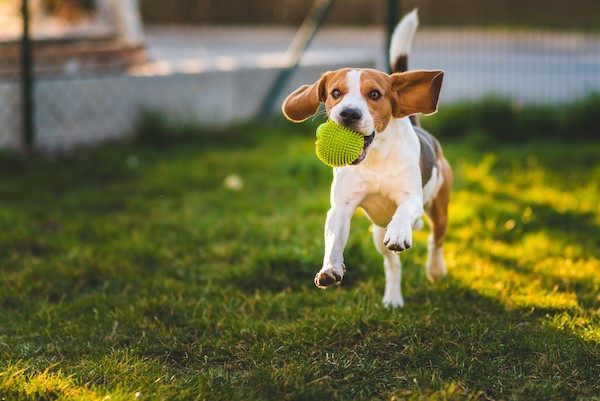 how much does a pocket beagle weigh