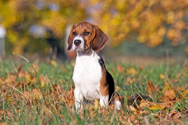 Beagle Weight and Growth Chart