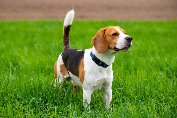 how much should my 1 month old beagle puppy weigh