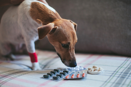 how much ibuprofen can you give a dog