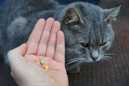 A gray cat is offered some medicine.