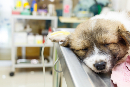 A puppy receives IV fluid therapy.