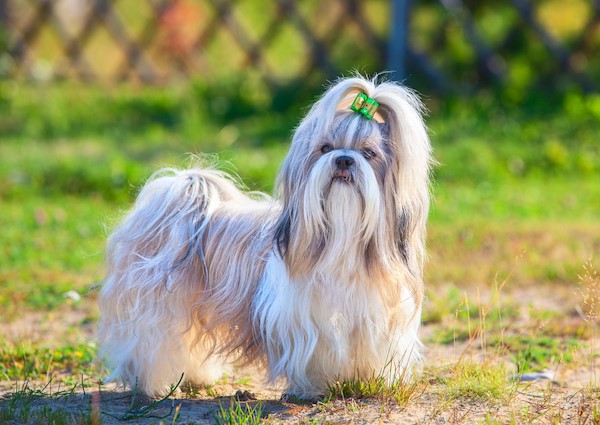 how many puppies does a shih tzu usually have