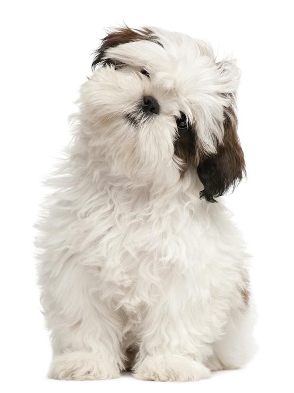 how much should my shih tzu weigh