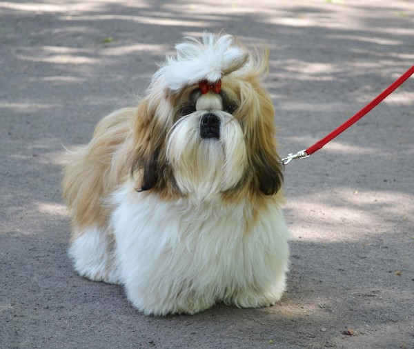 how much should a shih tzu weigh at 1 year