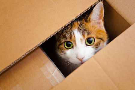 A calico cat peeks out of a box.