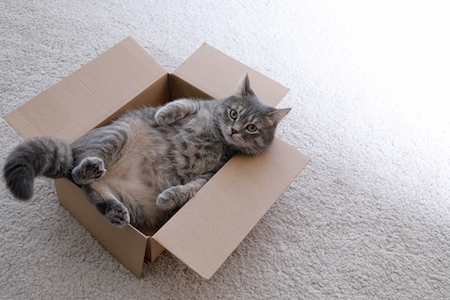 A tabby cat lounges in a box.