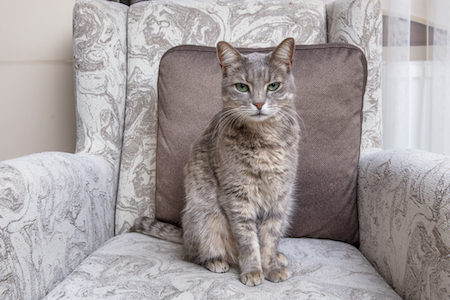 A beautiful cat sits on a chair.