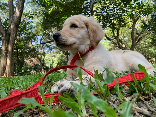 A Golden Retriever puppy lays in the grass.