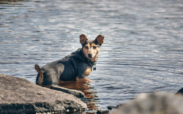 A mixed breed dog stands in the water.