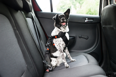 A black and white dog sits in a car with safety equipment.