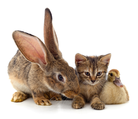 A rabbit, cat, and duck sit next to each other.