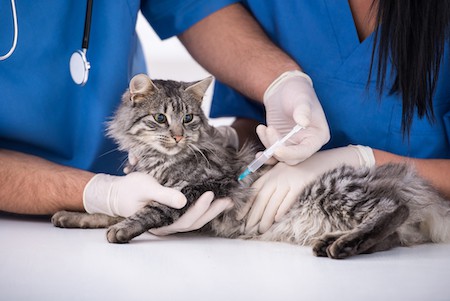 A cat gets her vaccination.