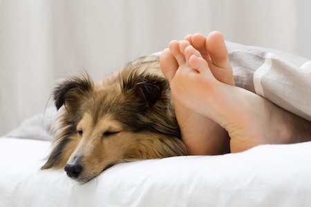A Sheltie lies in bed near his owner's feet.