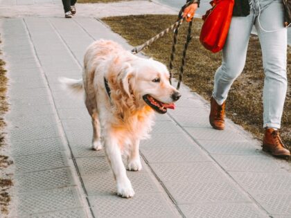 A dog owner walks her Golden Retriever.