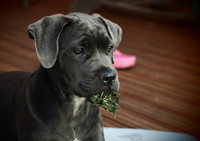 how much do a cane corso cost