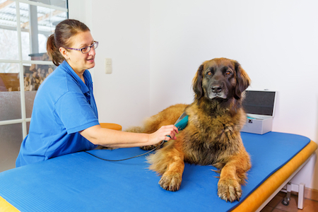 A brown dog receives laser therapy.