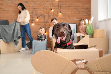 A chocolate Labrador retriever smiles while his family packs up to move.