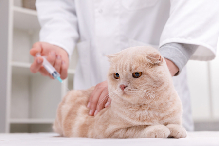 A cat receives a shot from a vet.