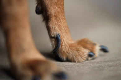 how to treat an infected toenail on a dog