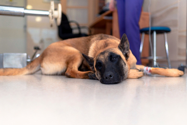 what are the chances of a dog dying from anesthesia