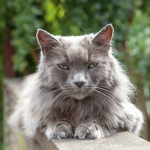 A long haired older gray cat looks at the camera.