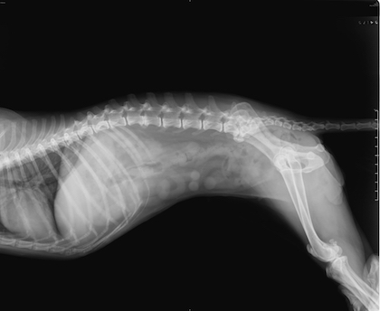 How to Save Money on Pet X-Rays