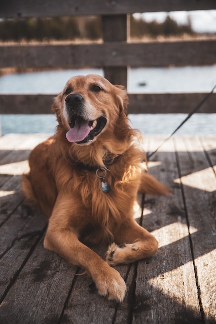 how to treat dog broken toenail