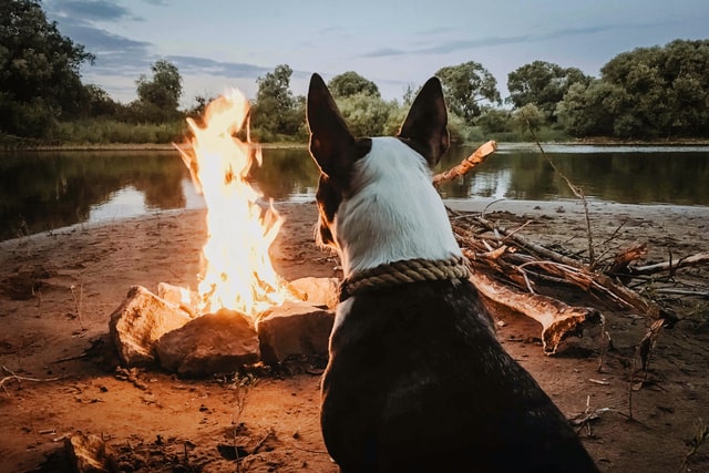 A dog watches a campfire.
